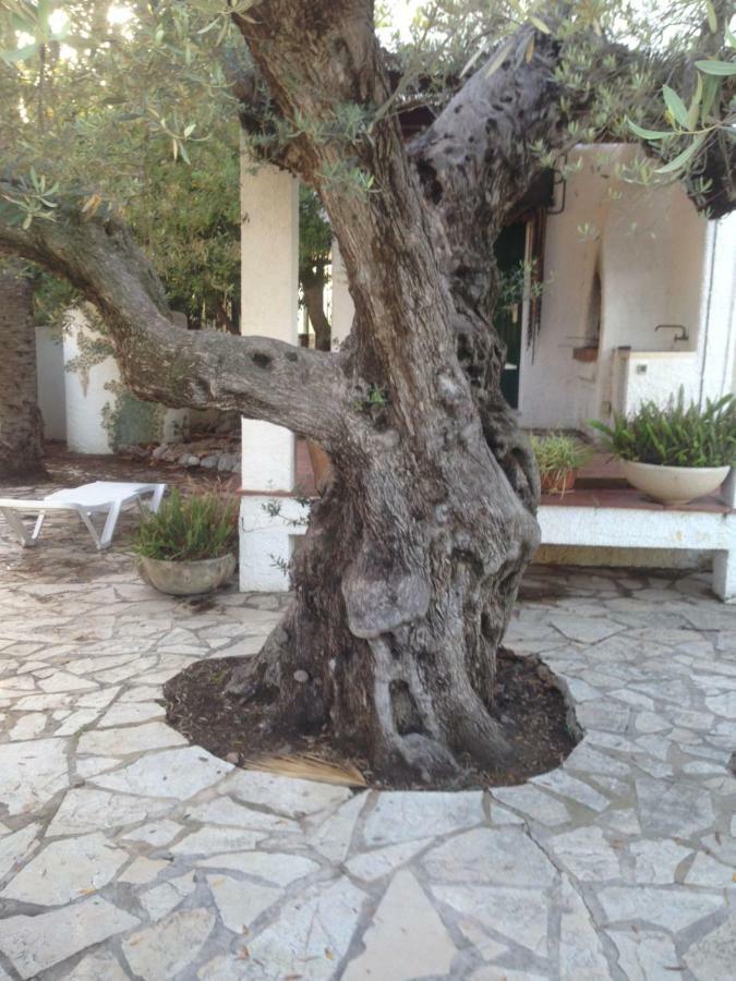 Ferienhaus Oasis *